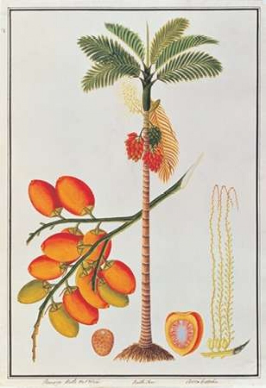 Penang Betle Nut Tree Poster Print by 19th C Anonymous - Item # VARPDXBM05